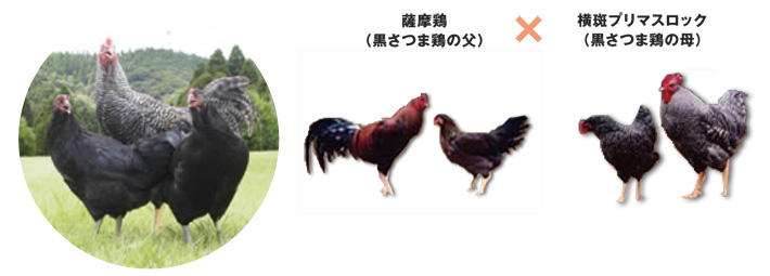 輝く高品質な 商品紹介 鹿児島くみあいチキンフーズ | その他