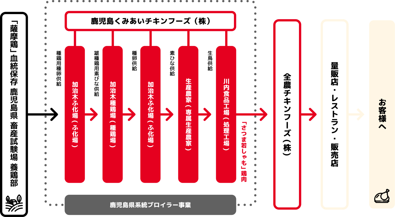 さつま若しゃもの生産から配送までの工程図。養鶏部→ふ化場→種鶏場→ふ化場→専属生産農家→委託処理工場→全農チキンフーズ→量販店・レストラン・販売店→お客様へ、という流れを矢印でつないだ図
